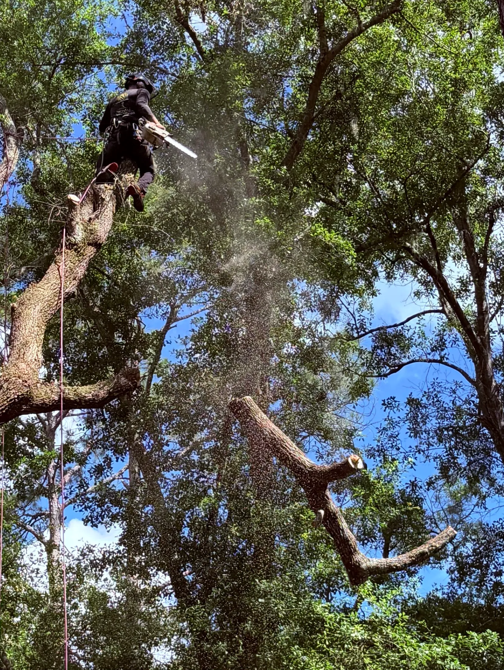 A cut section of the live oak lead dropping to the open ground below as the climber works on rope.