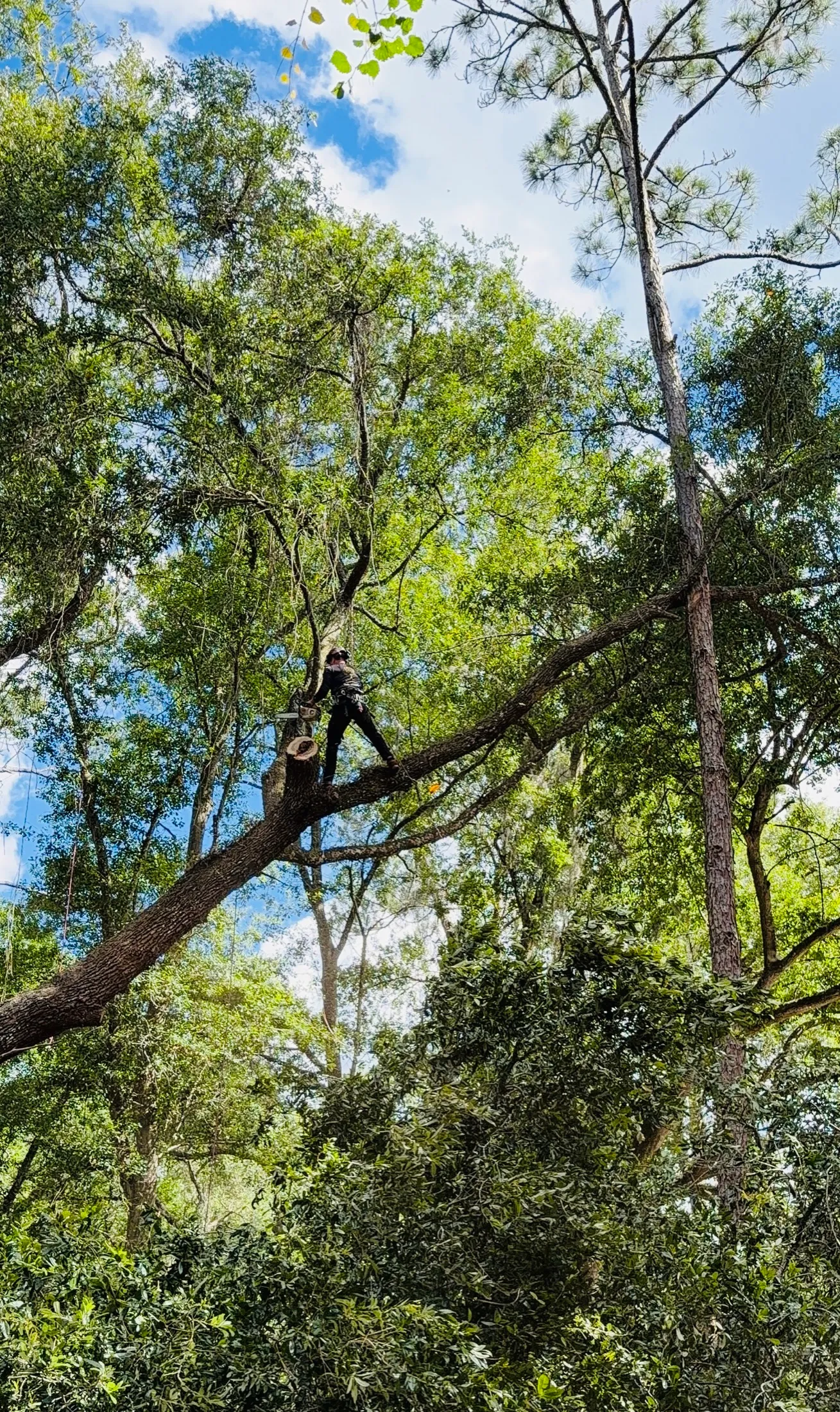 Sacred Tree Service arborist single-rope climbing high into a mature live oak canopy in Central Florida, standing on a large lateral lead against a blue sky.