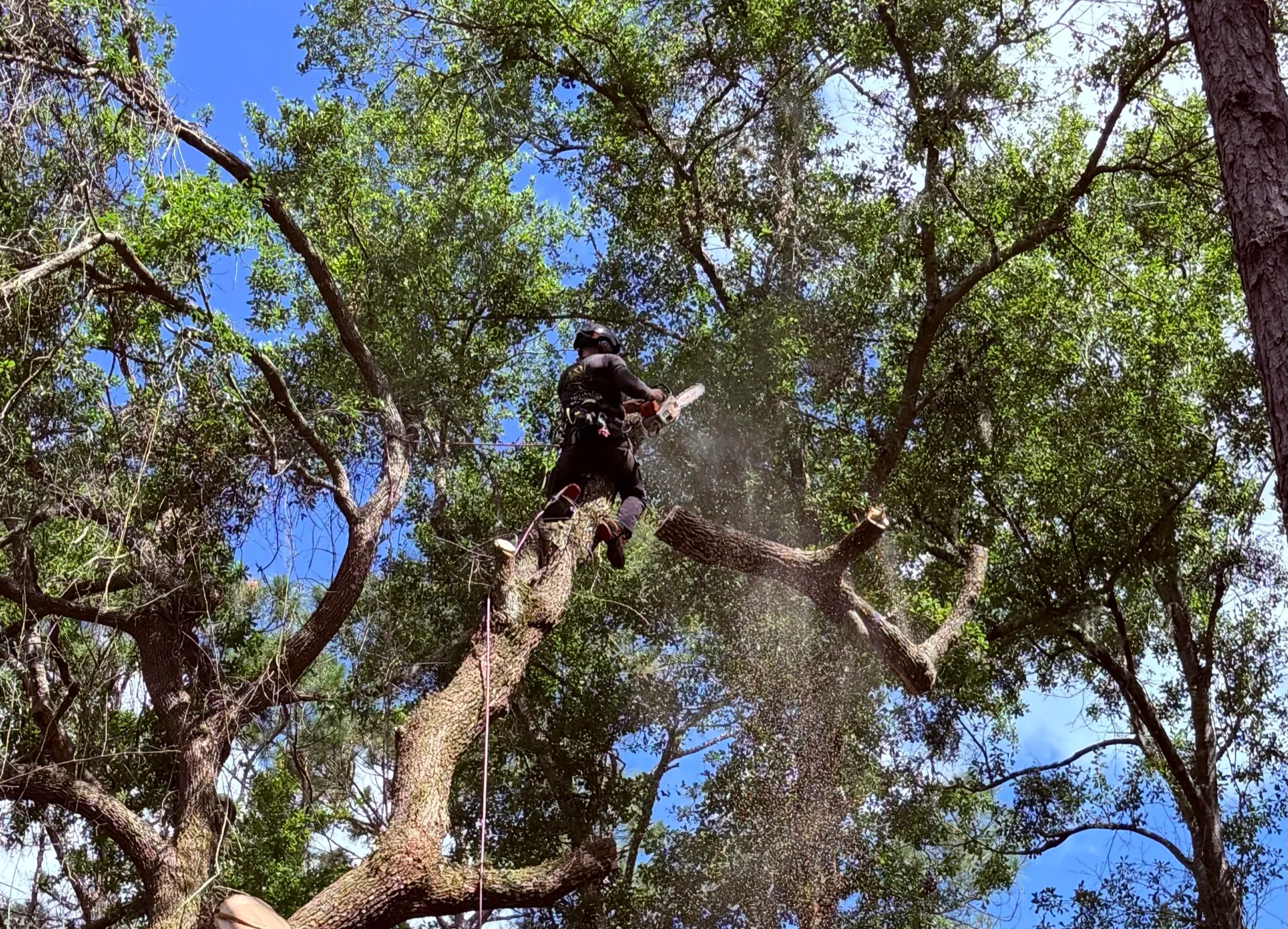 Climber mid-cut in the live oak canopy, chainsaw running and sawdust flying, secured on rope without climbing spikes.