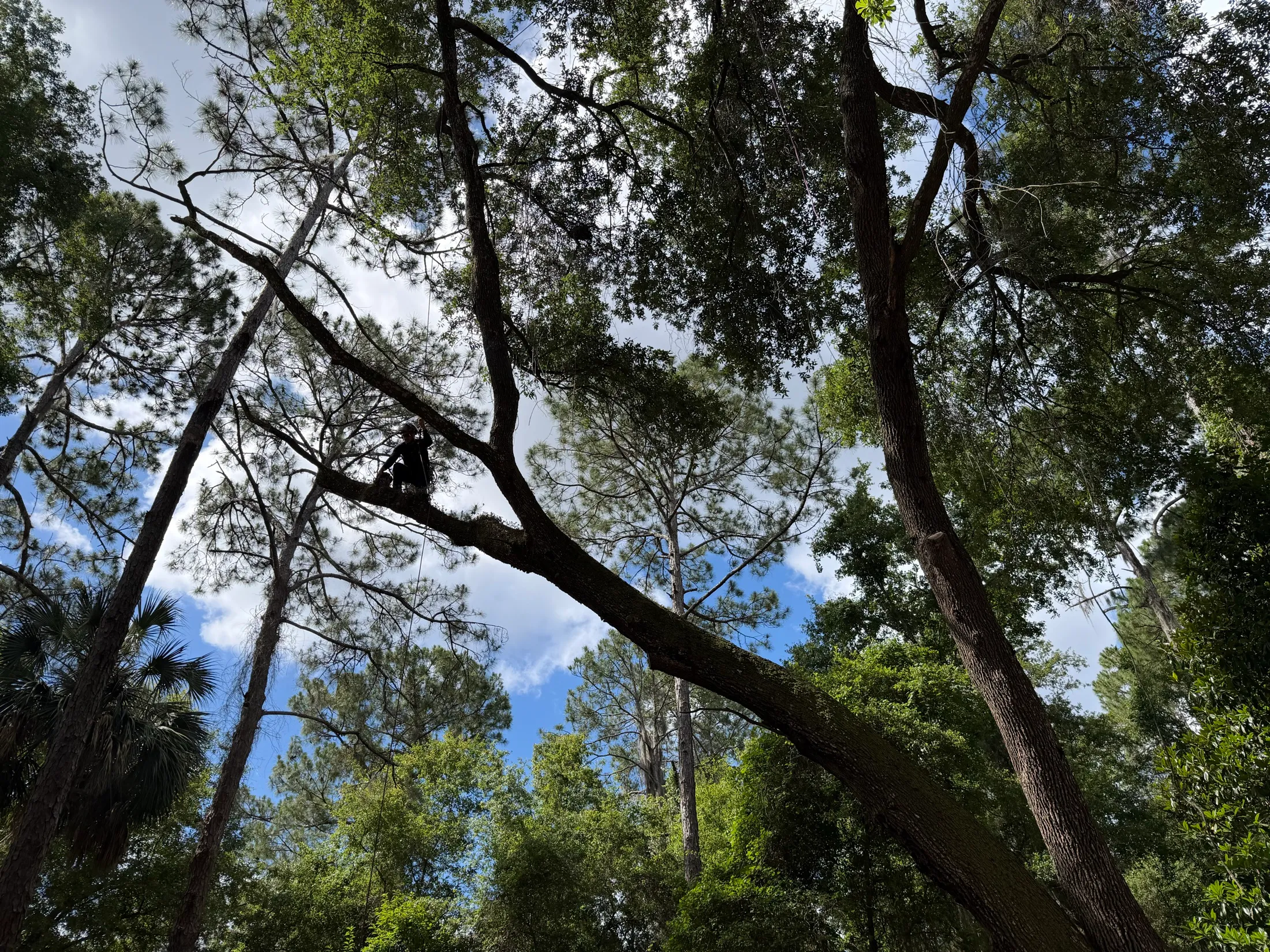 A long horizontal live oak lead extending out over a wooded campsite, with a climber visible out on the limb.