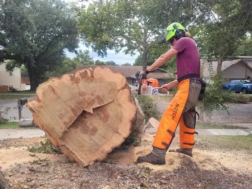 Removal of a large hardwood