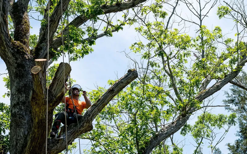 Climber pruning a mature canopy